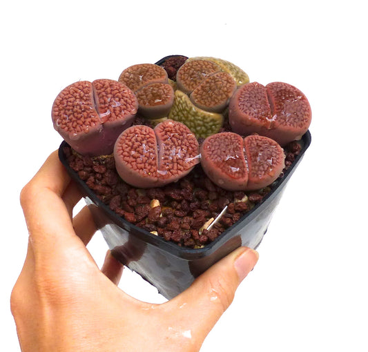 Lithops hookeri v. hookeri succulent with textured, rounded, reddish-brown paired leaves in small pot