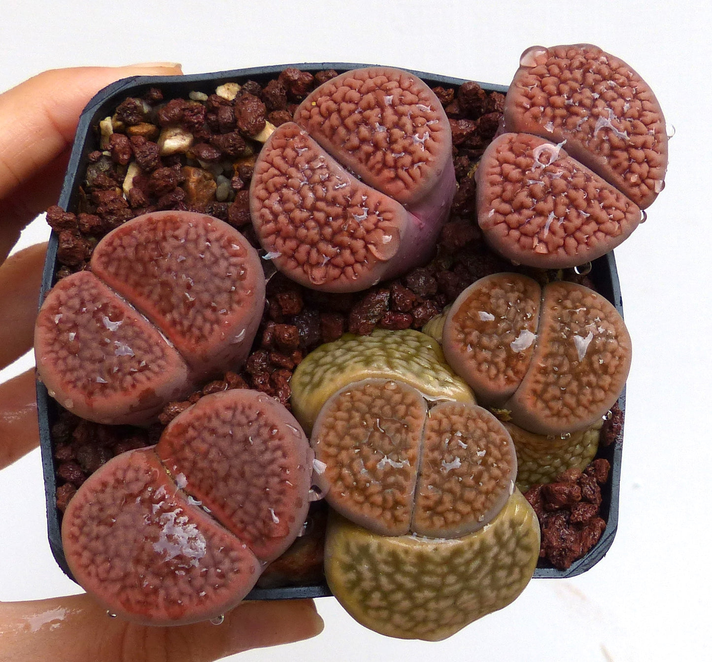 Lithops hookeri v. hookeri saftig plante med teksturerte, avrundede, brunrosa parvise blader i potte