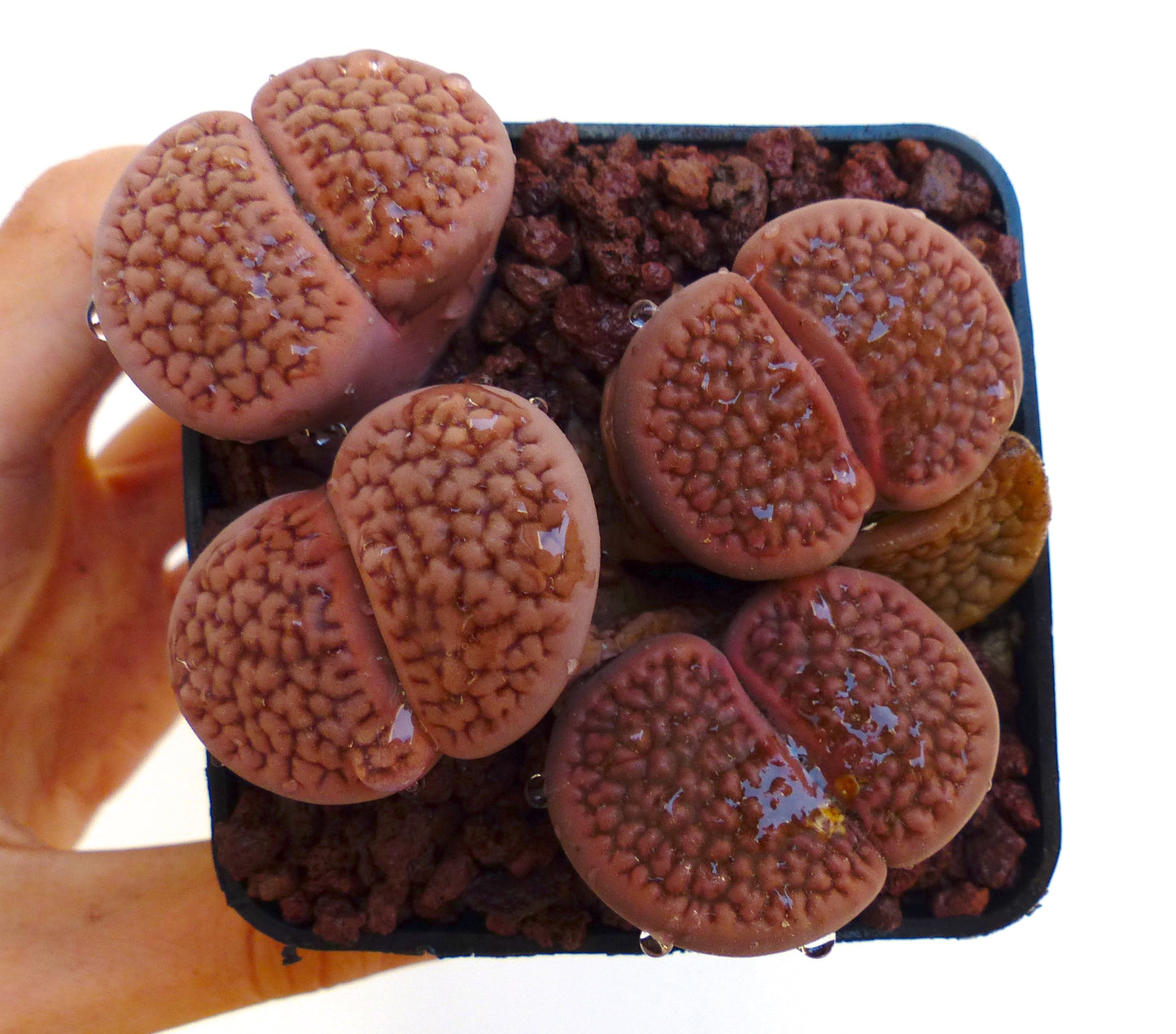 Lithops hookeri v. marginata vetplant met getextureerde bruinroze paarse bladeren in een klein potje