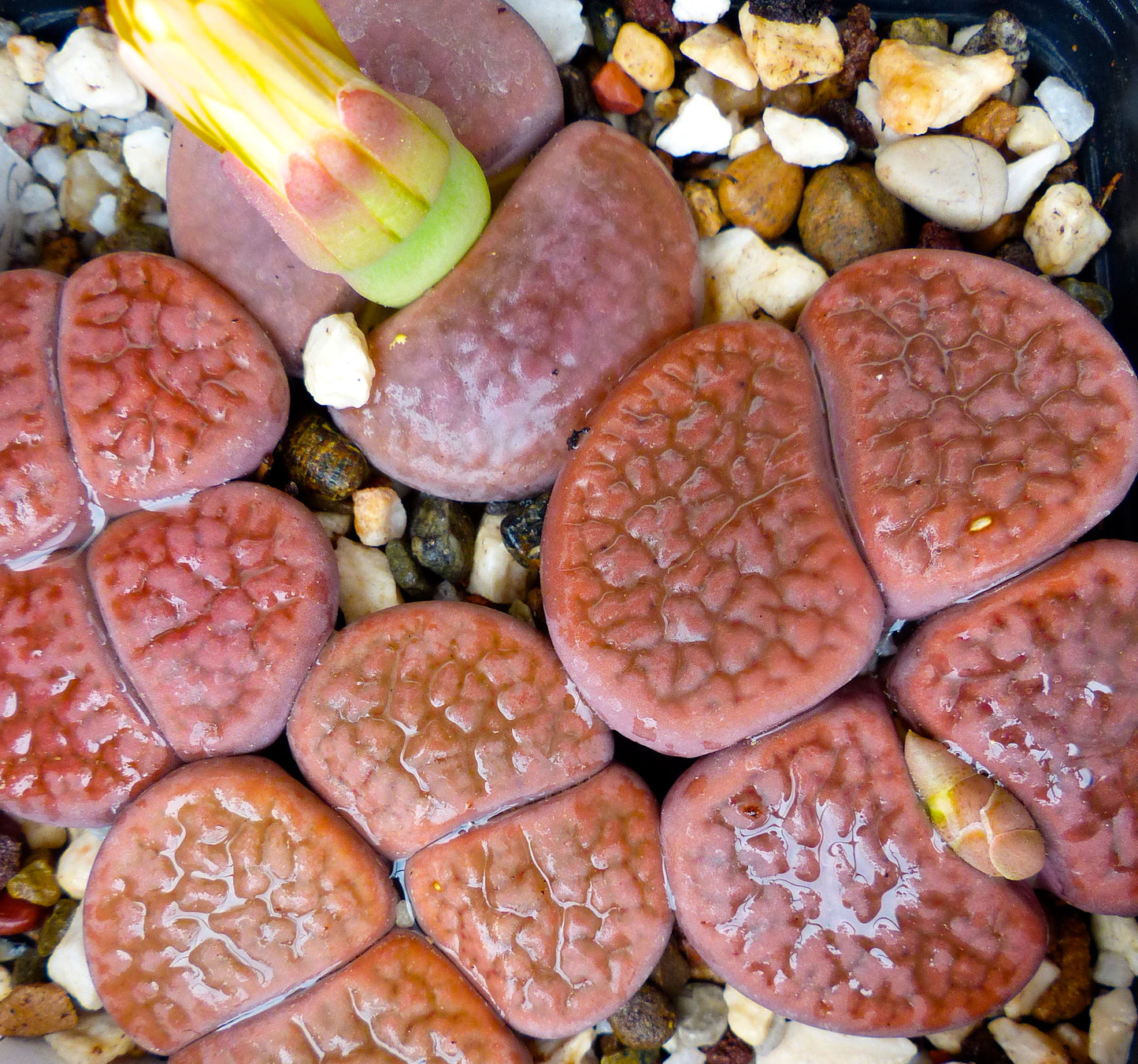 Lithops hookeri v. subfenestrata succulent with textured reddish-brown paired leaves and yellow flower bud