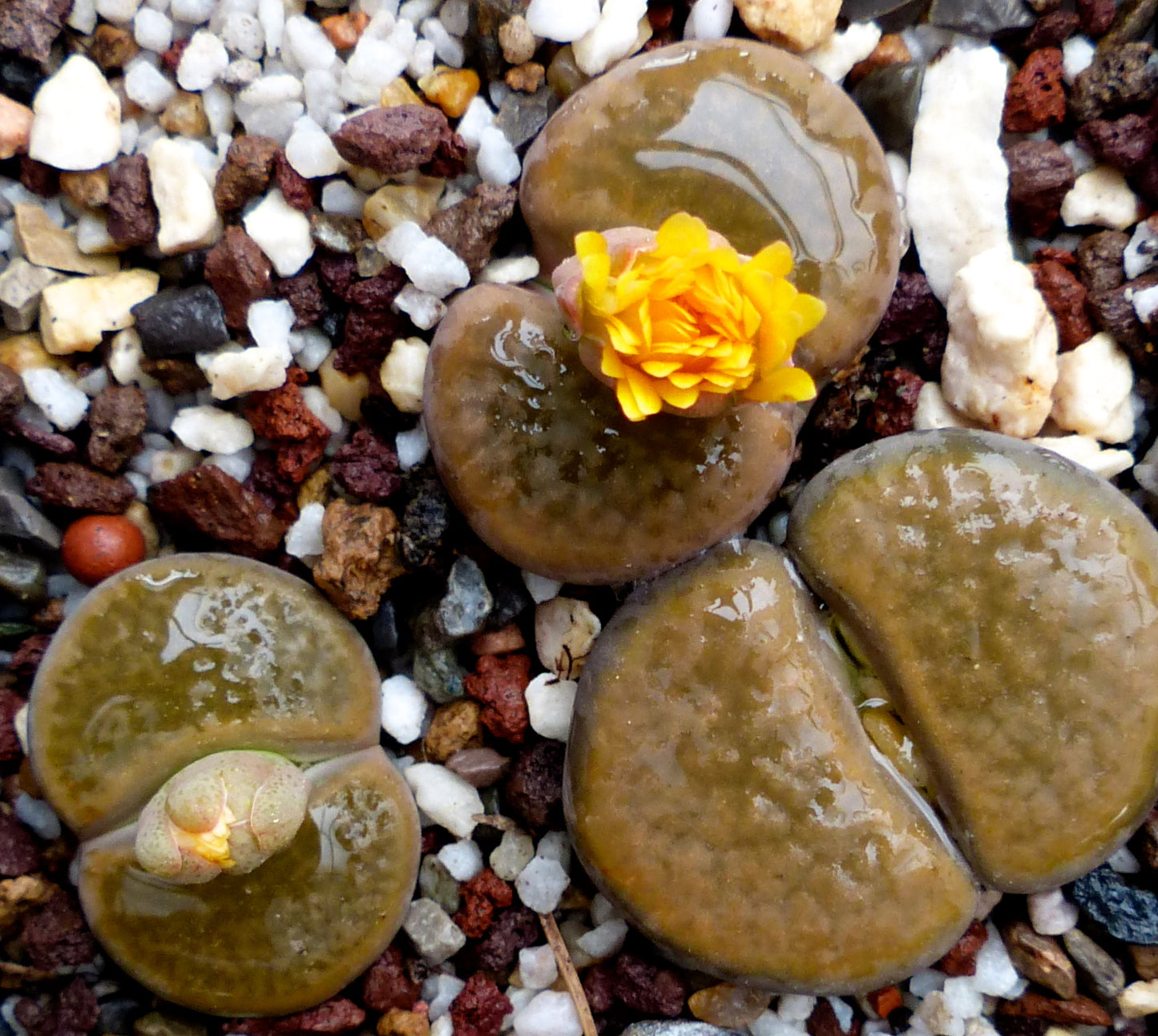 Lithops hookeri v. subfenestrata succulente avec des feuilles lisses brun verdâtre et une fleur jaune vif