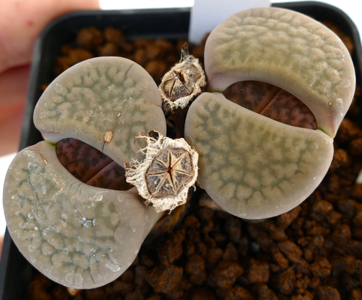 Lithops hookeri var. elephina vetplant met afgeronde grijs-groene bladeren en een gestructureerd oppervlak in de aarde