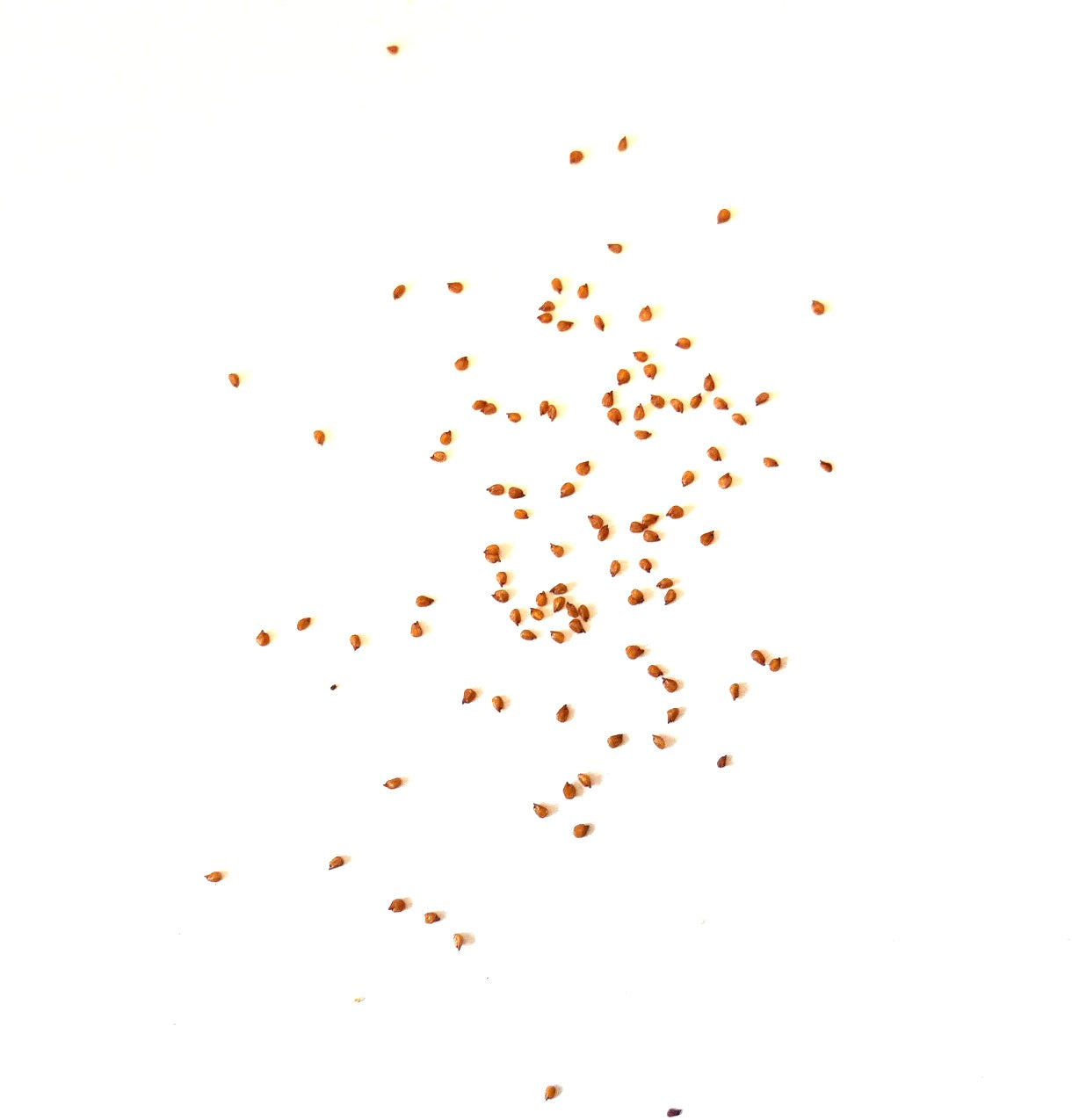 Kleine bruine Lithops hookeri var. elephina vetplanten zaden verspreid op een witte achtergrond