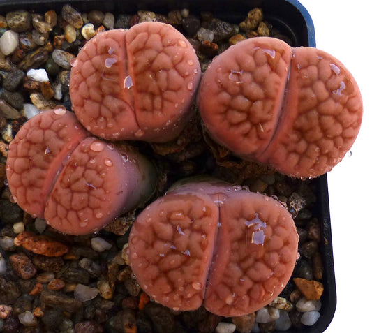 Lithops hookeri var. lutea succulent with rounded, textured pinkish-brown leaves and water droplets