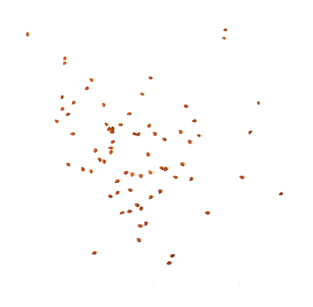 Kleine Lithops hookeri var. subfenestrata vetplantenzaden verspreid op een witte achtergrond