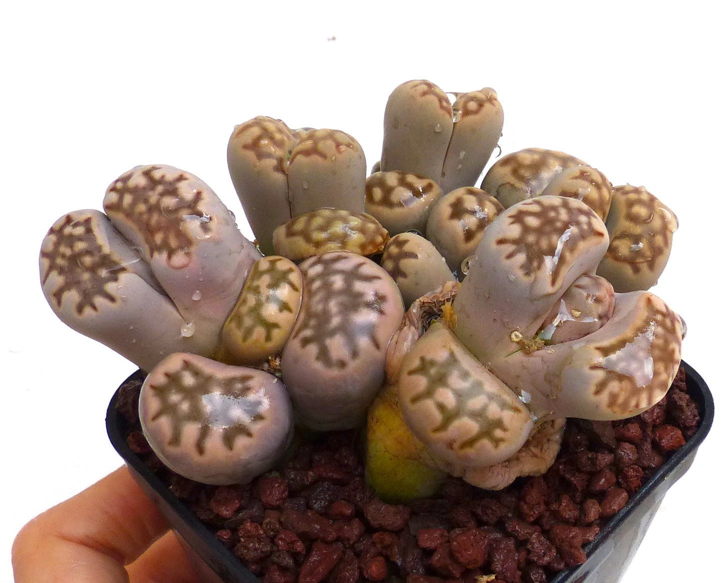 Lithops julii ssp. fulleri v. brunnea sukkulent med beige og brunmønstrede, steinlignende blader