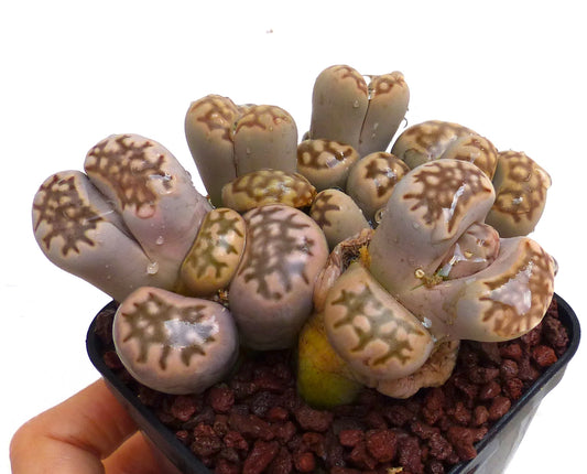 Lithops julii ssp. fulleri v. brunnea succulent with beige and brown patterned stone-like leaves