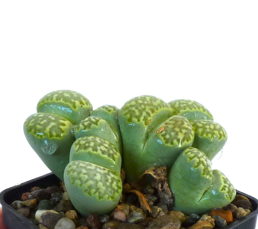 Lithops julii v. fulleri succulent with green patterned rounded leaves in pot