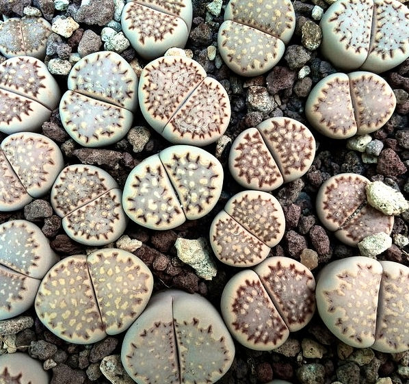 Lithops julii subsp. fulleri var. fulleri zeldzame succulent met gespleten, patroonachtige steenachtige bladeren