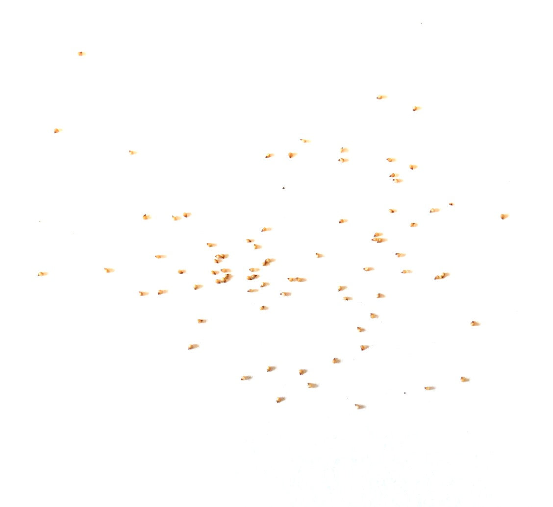 Lithops julii subsp.julii succulente zaden verspreid op een witte achtergrond