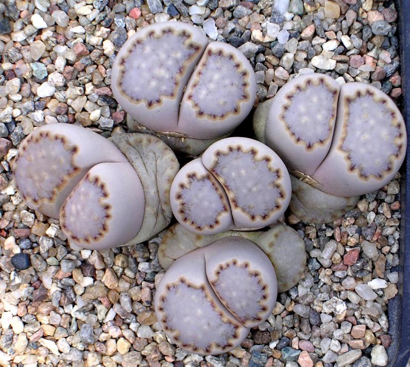 Lithops julii v fulleri sukkulent med avrundede gråaktige blader og intrikate brune mønstre på grus