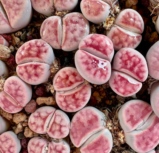 Lithops karasmontana succulent with smooth, rounded, pinkish-purple patterned leaves in soil