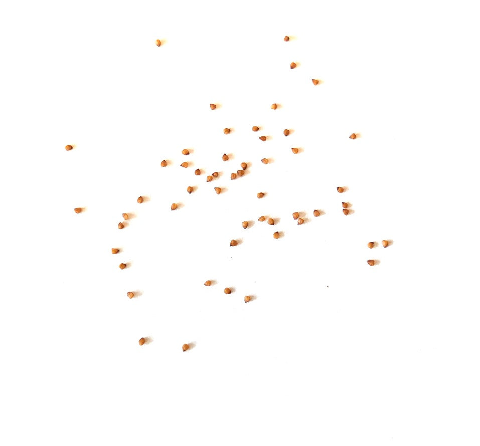 Kleine zaden van Lithops karasmontana ssp. bella vetplant verspreid op een witte achtergrond