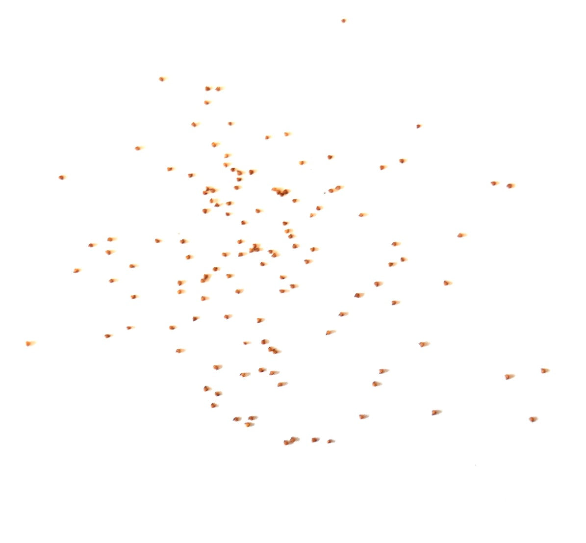 Lithops karasmontana ssp. karasmontana vetplanten zaden verspreid op witte achtergrond