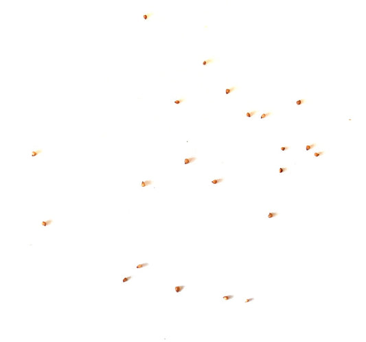 Graines rares de succulentes Lithops karasmontana ssp. karasmontana sur fond blanc