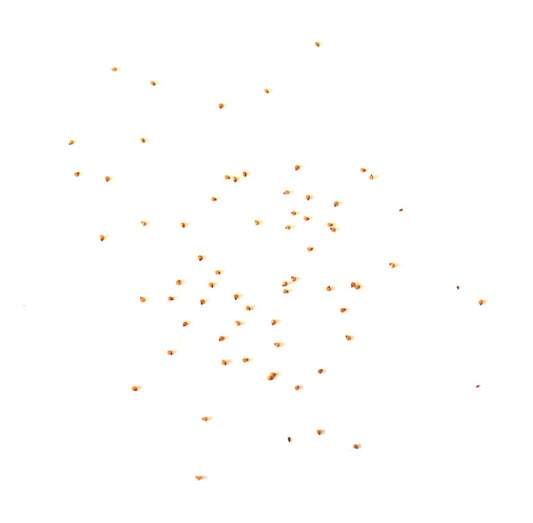 Graines rares de Lithops karasmontana ssp. karasmontana v. karasmontana succulente dispersées sur fond blanc