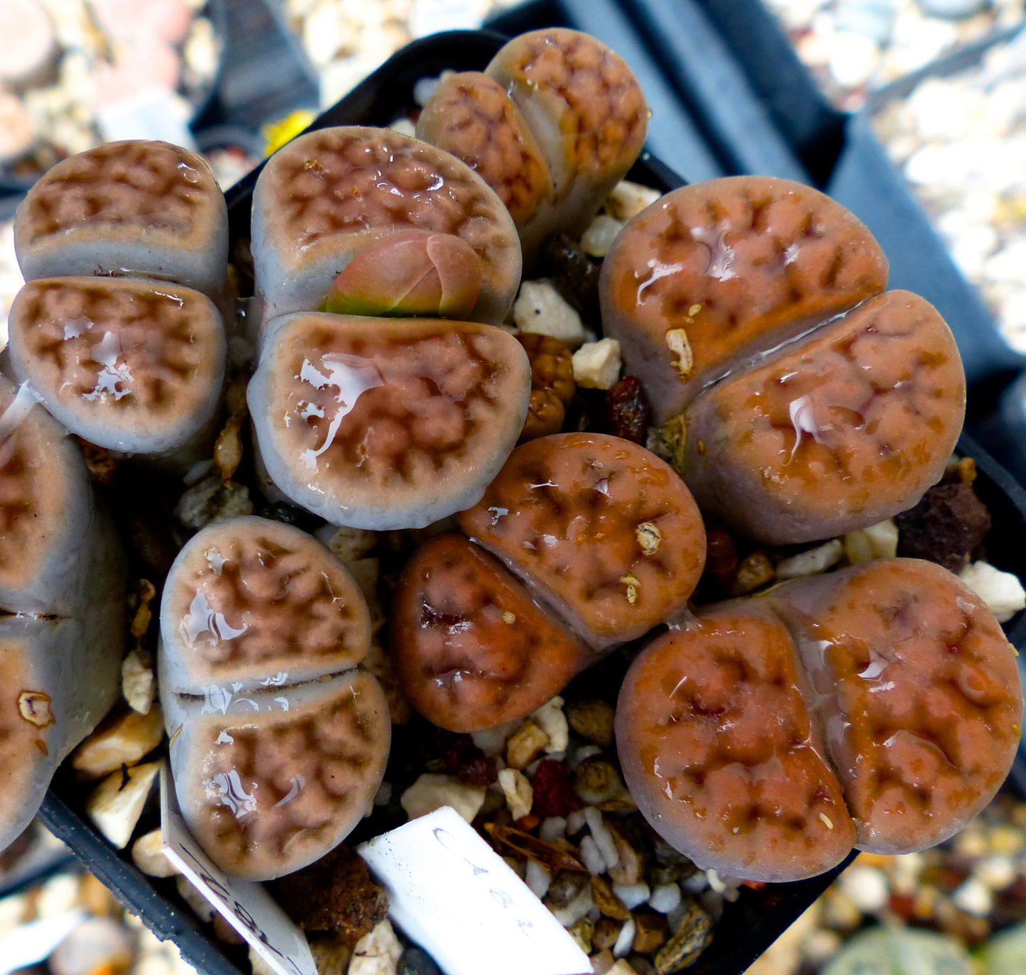 Lithops karasmontana v. tischeri sukkulent med avrundede, brungrå mønstrede blader i steinete jord