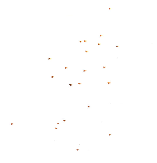 Lithops olivacea v. olivacea zeldzame vetplantzaden verspreid over een witte achtergrond