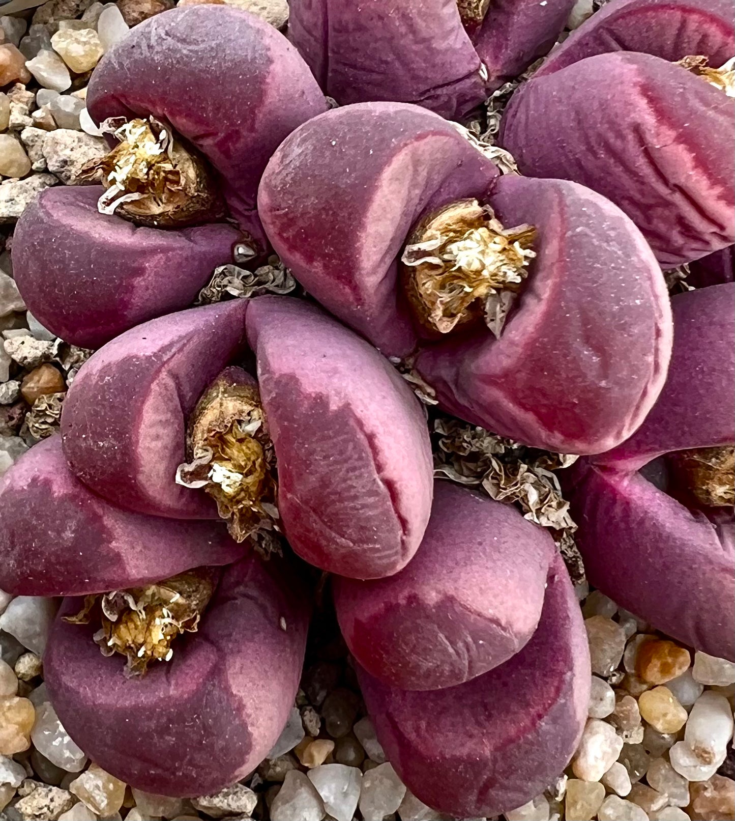 Lithops optica 'rubra' succulent avec des feuilles charnues, lisses, d'un violet profond et des restes de fleurs séchées