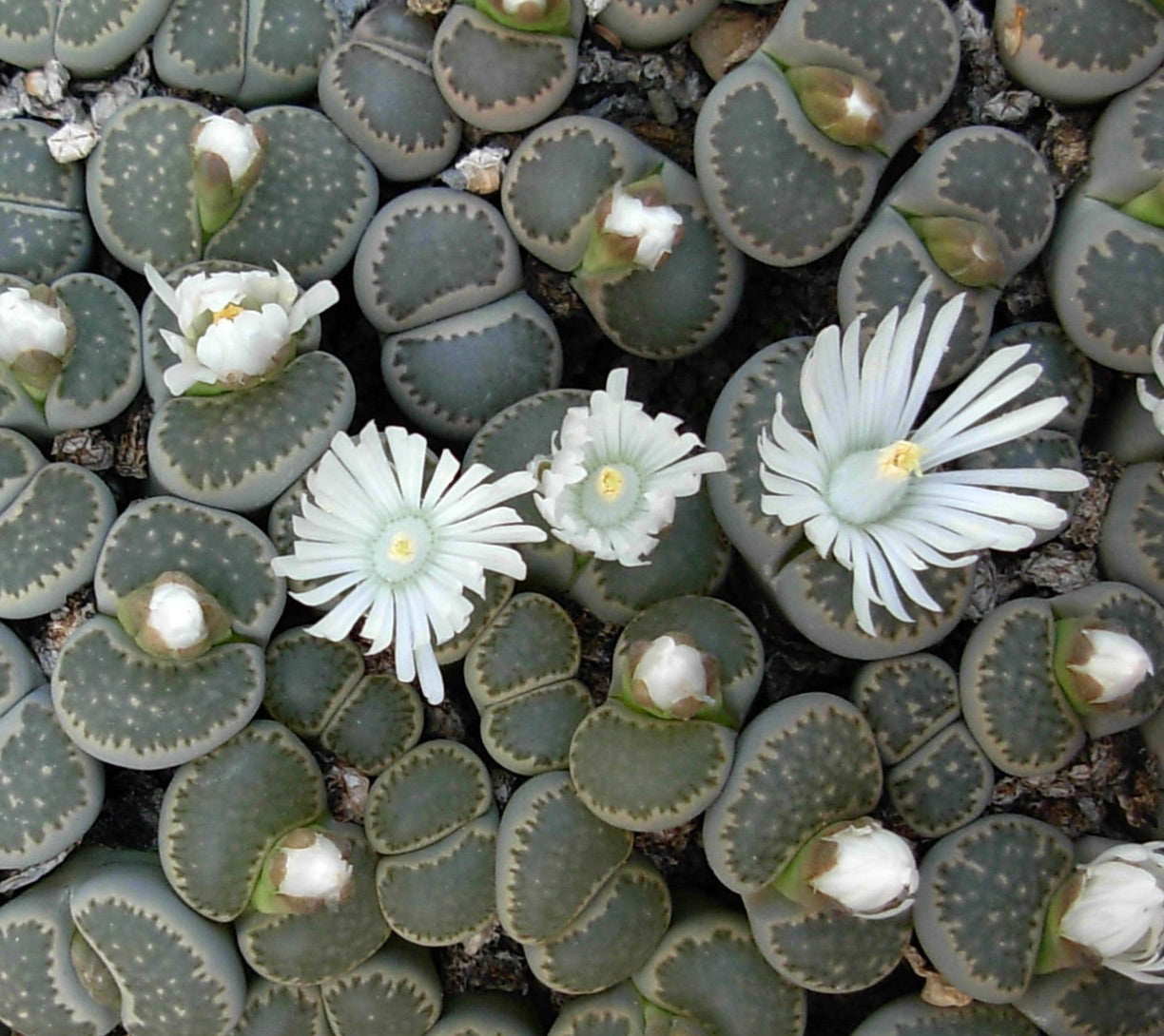 Lithops salicola sukkulent med grågrønne blader i par og delikate hvite blomster i blomst
