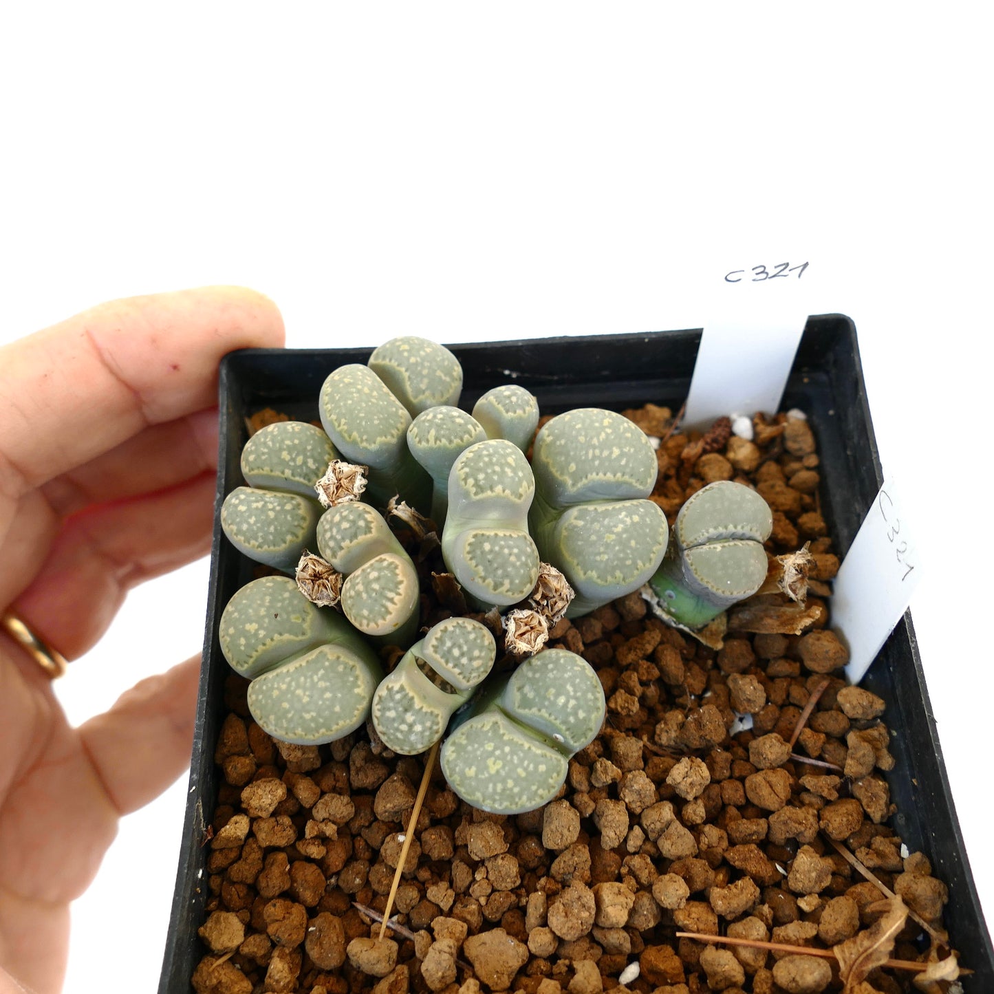 Lithops salicola C321 (25 km WNW of Petrusville, South Africa)