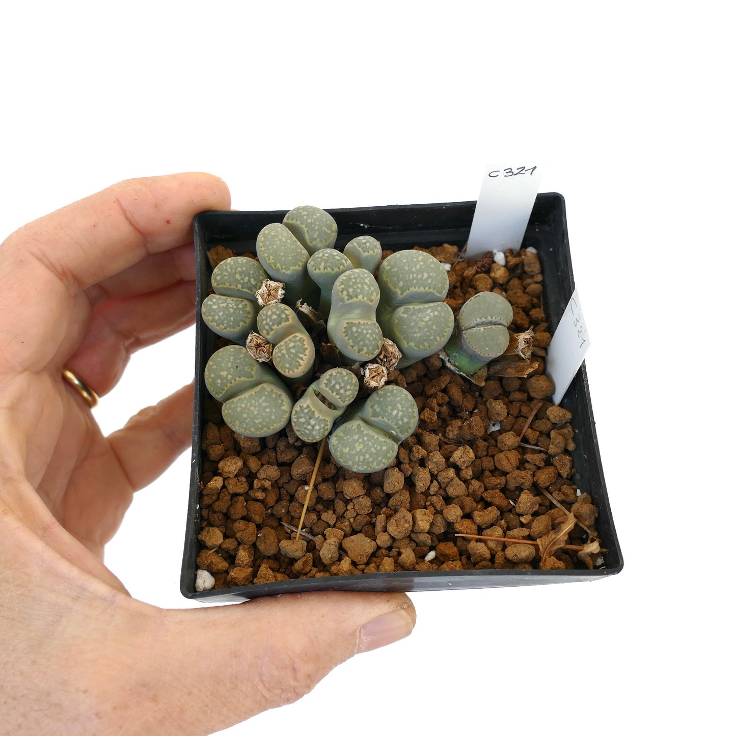 Lithops salicola C321 (25 km WNW of Petrusville, South Africa)