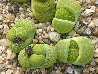 Lithops salicola 'Malachite' succulent with green, patterned, split-leaf stone-like appearance