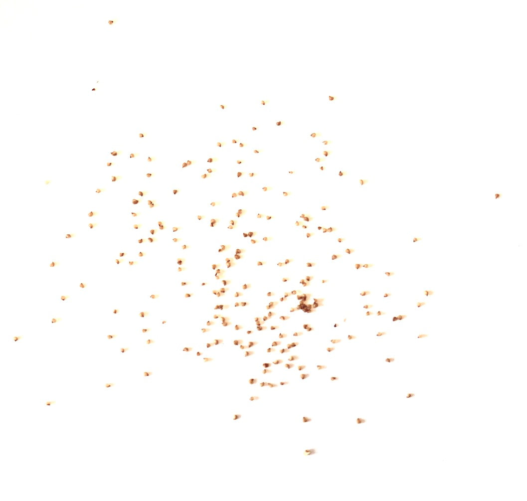 Lithops salicola 'Malachite' succulente zaden verspreid op een witte achtergrond