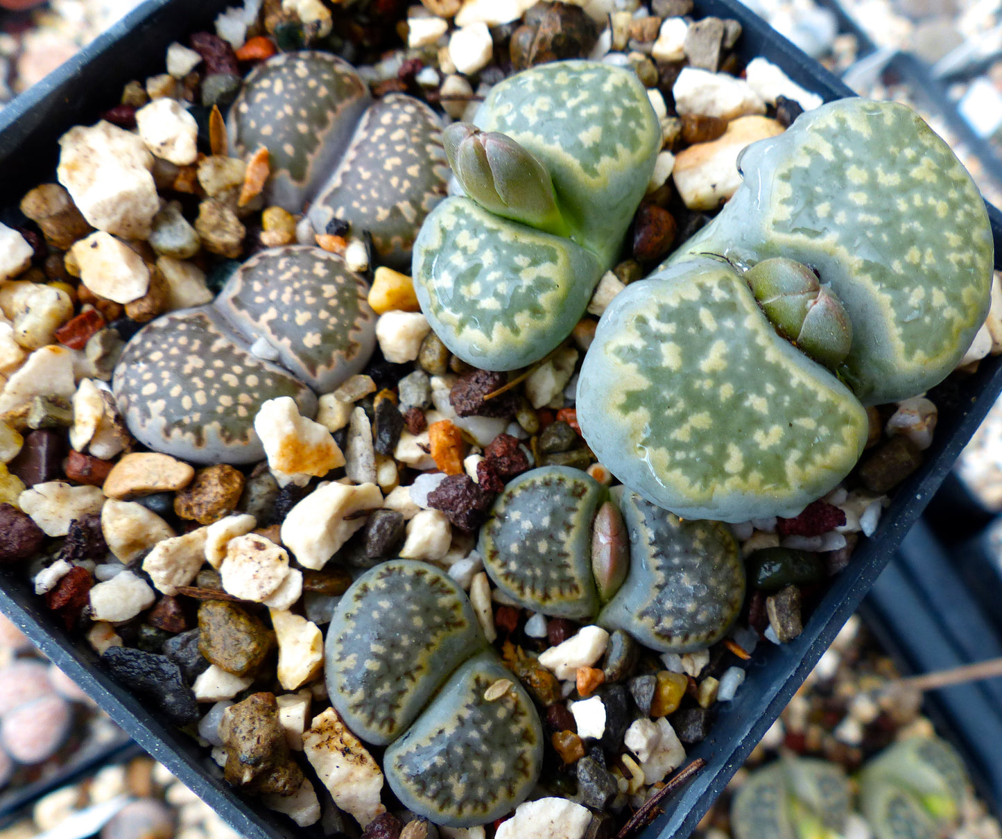 Plantas suculentas Lithops salicola com folhas arredondadas e manchadas, semelhantes a pedras, em substrato de cascalho