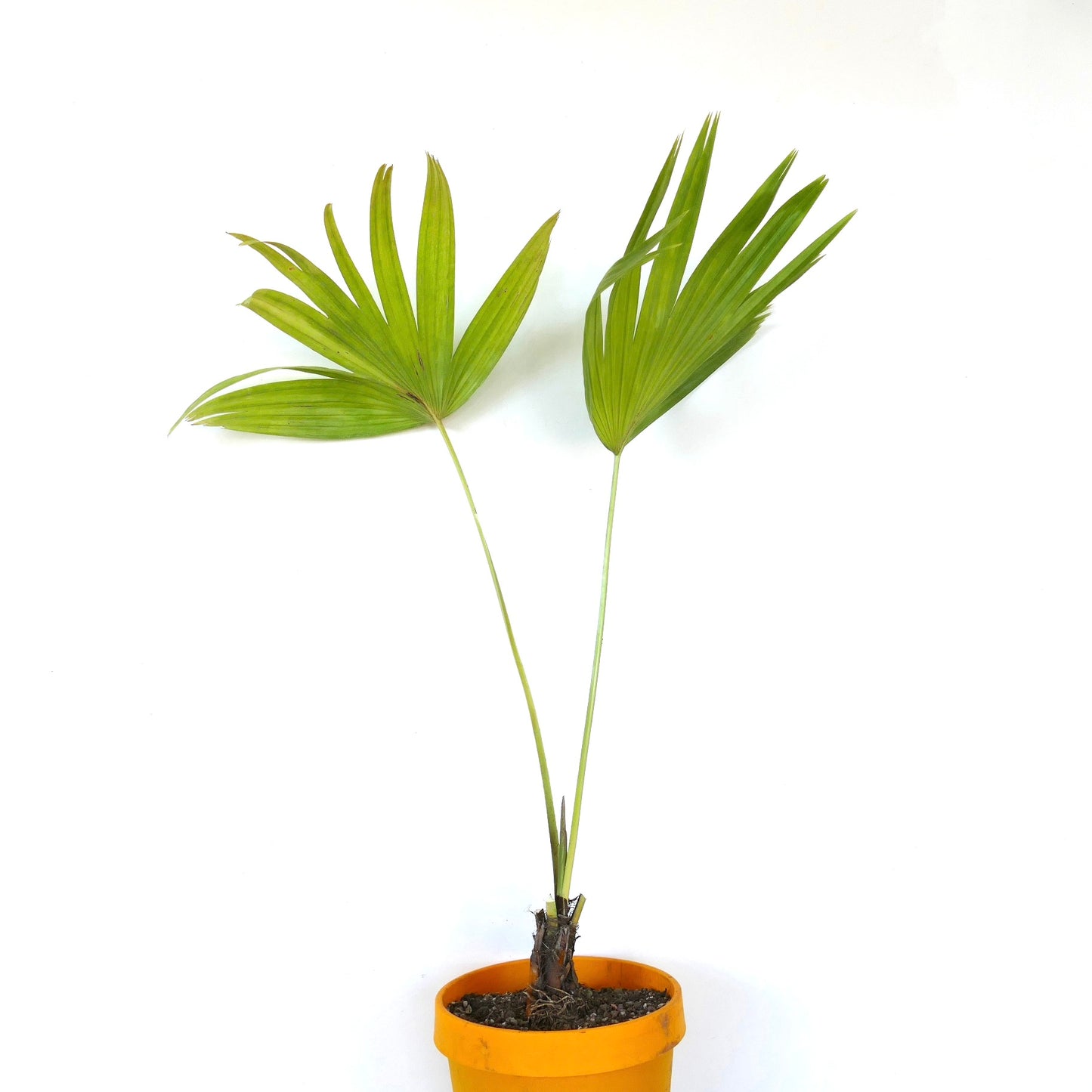 Livistona chinensis young palm with fan-shaped green leaves in orange pot