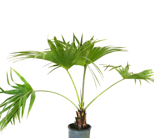 Livistona chinensis palm with fan-shaped green leaves and short trunk in pot