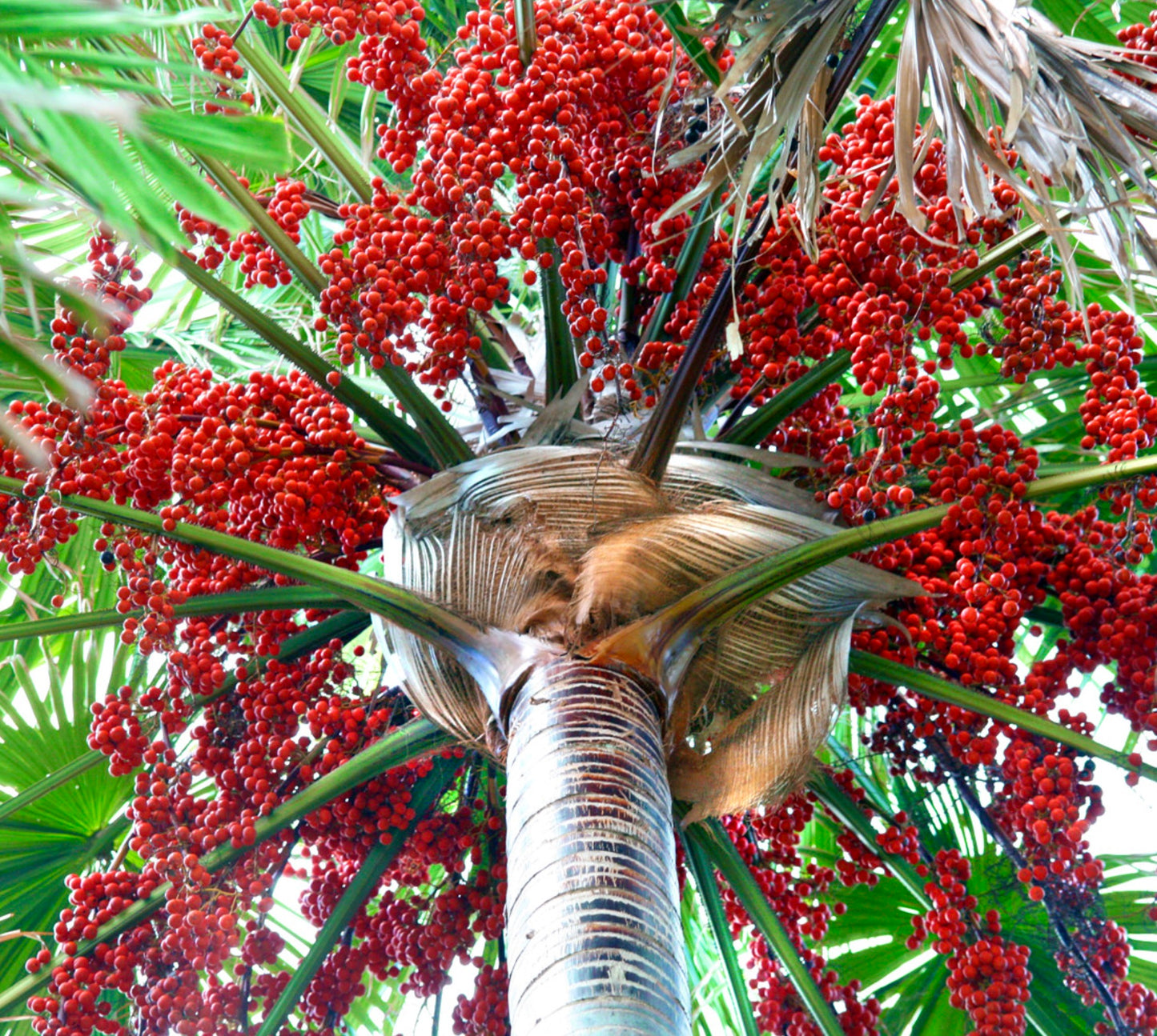 Palmier Livistona rotundifolia aux feuilles vertes en forme d'éventail et grappes de baies rouges éclatantes