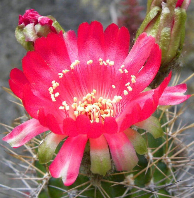 Flor rosa brillante de Lobivia aculeata con tallo espinoso de cactus verde, primer plano