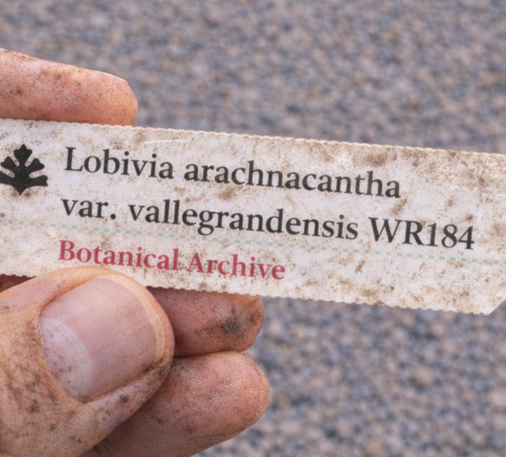 ป้ายพืชพิมพ์สำหรับ โลบิเวีย อรักนาคันธา วาริเอตี้ วัลเลแกรนเดนซิส WR184 ถือโดยมือที่สกปรก