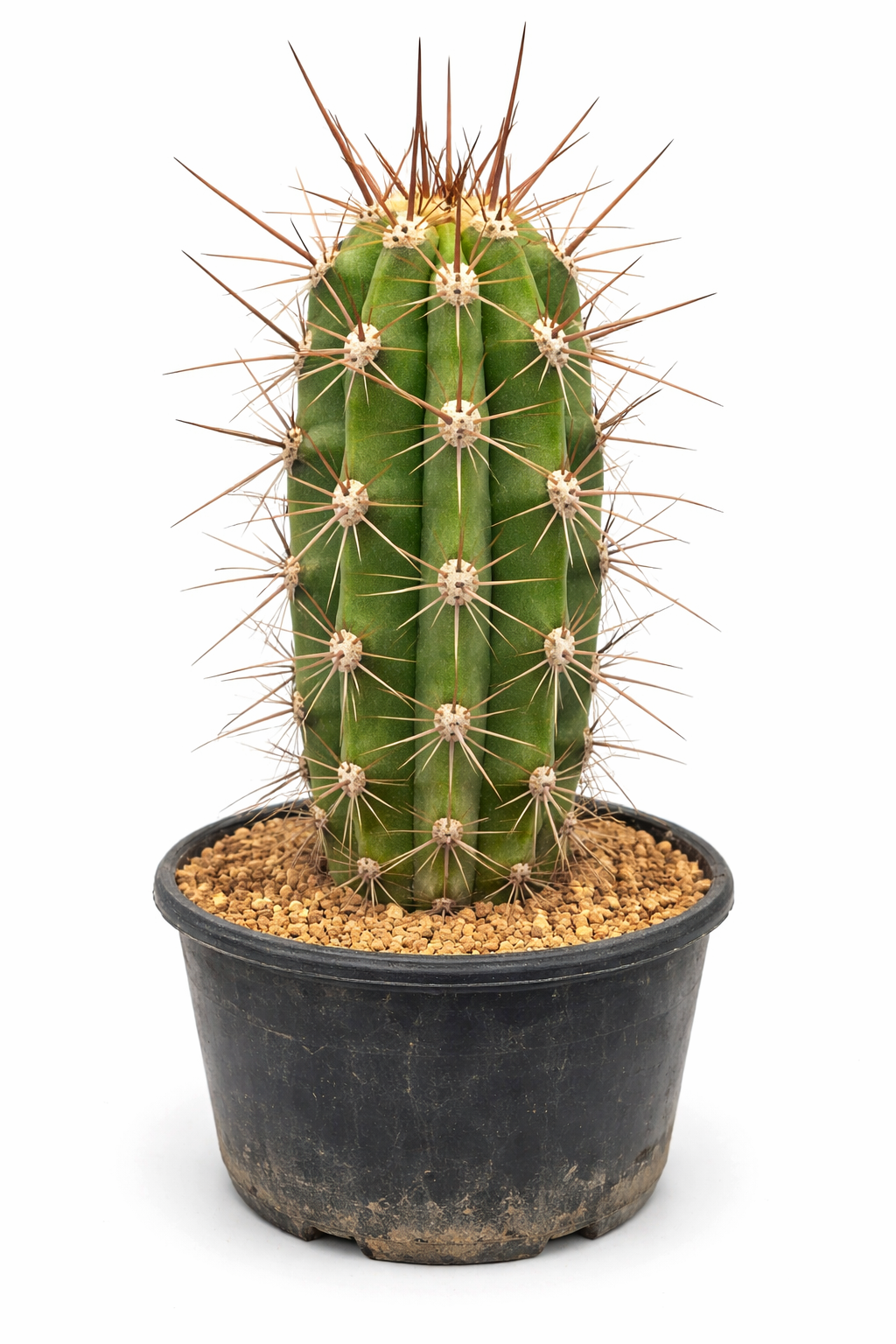 Lobivia escayachensis FRØ