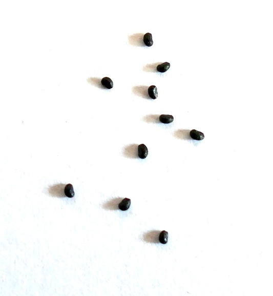 Lobivia narvaezensis SEEDS