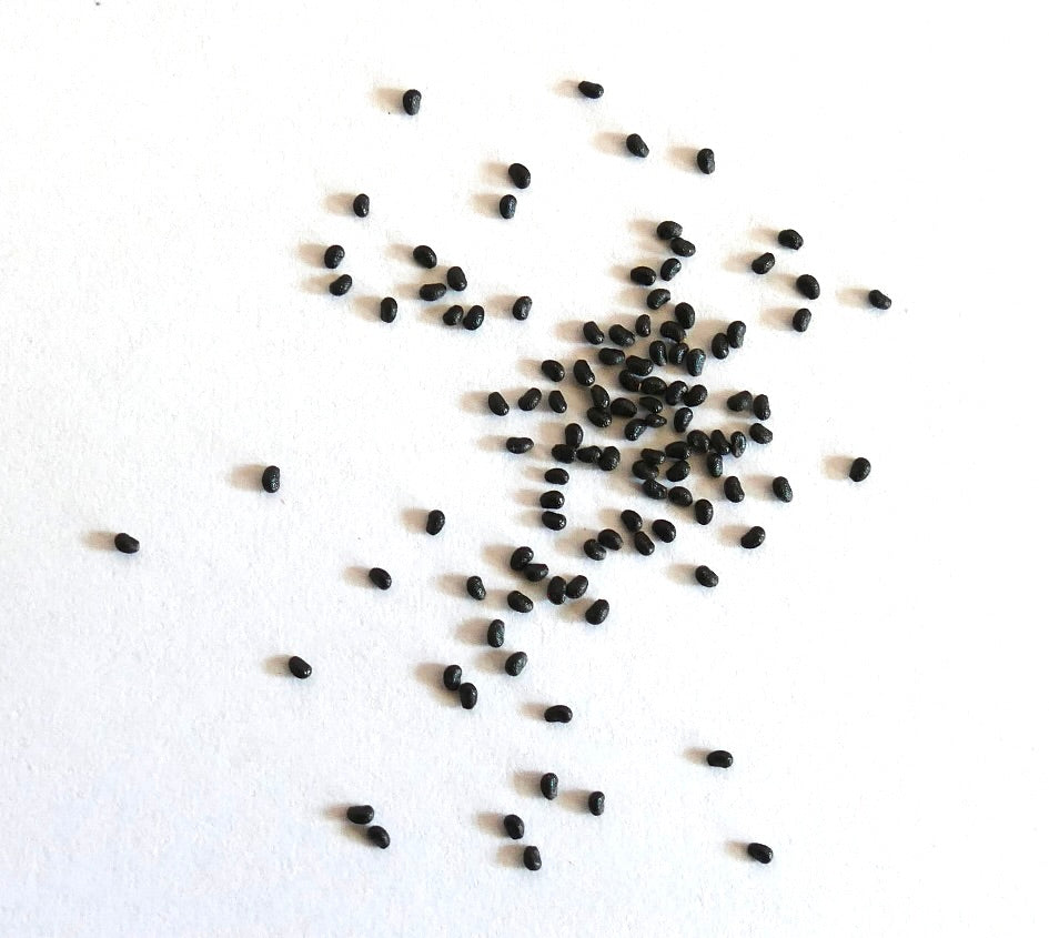 Lobivia narvaezensis SEEDS