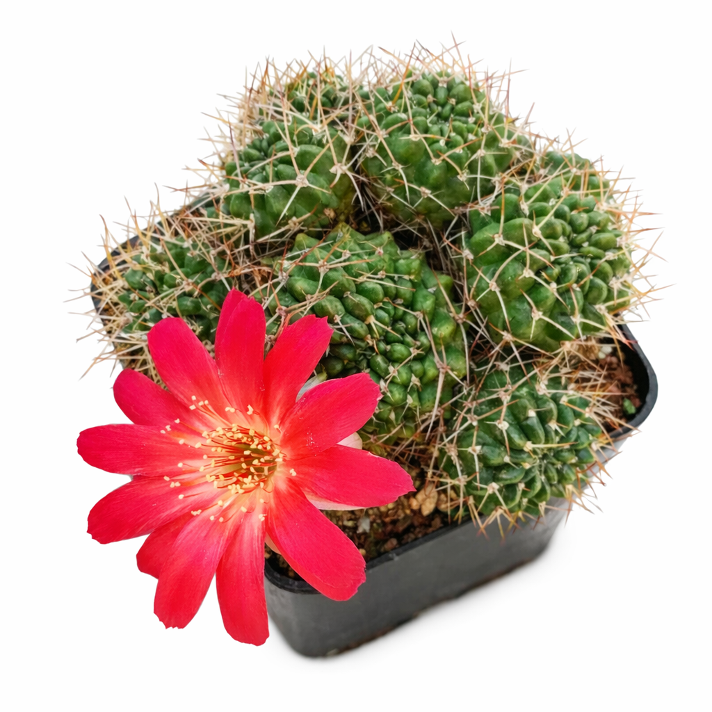 Lobivia pampana-kaktus med tette torner og livlig rød blomst i svart potte