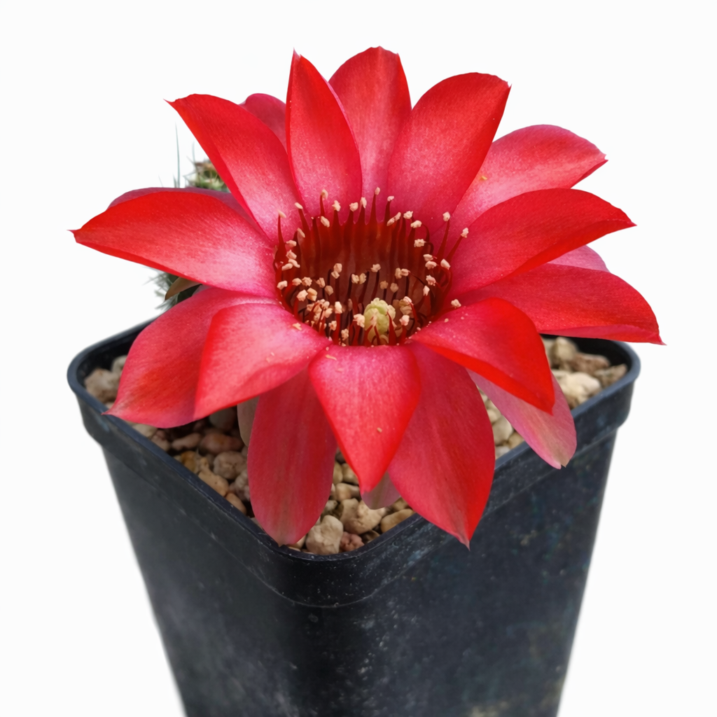 Lobivia saltensis ZADEN