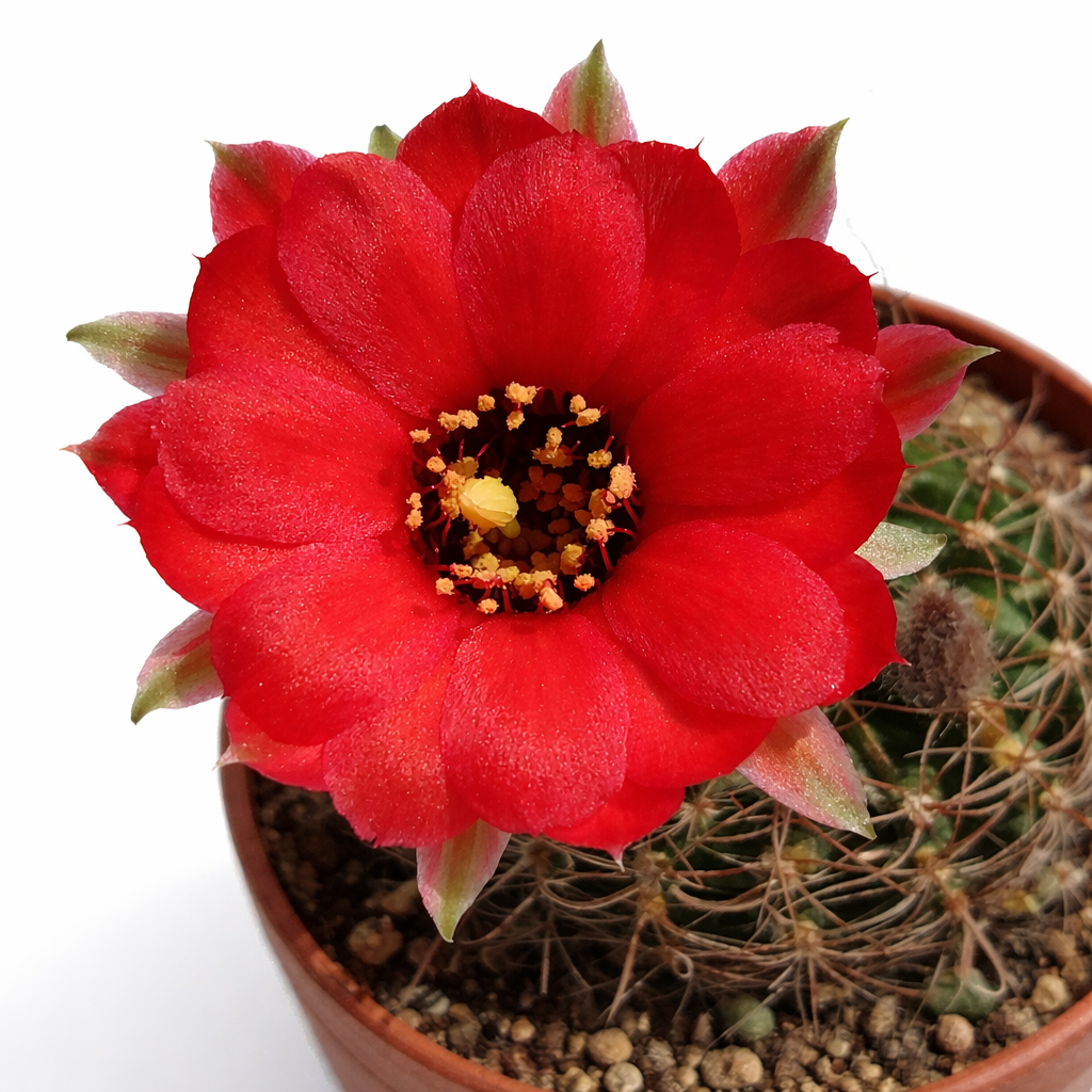 แคคตัส โลบิเวีย ซอลเทนซิส วาร์. สไปราลิสพินา มีดอกสีแดงสดใสและลำต้นสีเขียวมีหนามในกระถาง