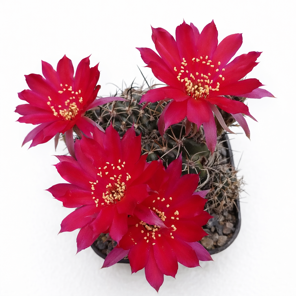 Lobivia tegeleriana cactus met levendige rode bloemen en stekelig groen lichaam in pot