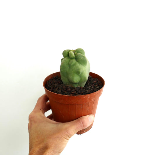 Lophocereus schottii monstruosus raro cactus succulento con fusti verdi irregolari e nodosi in vaso