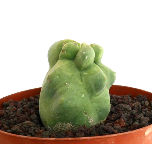 Lophocereus schottii form monstruosus sjelden sukkulent kaktus med glatt grønn kammet vekst