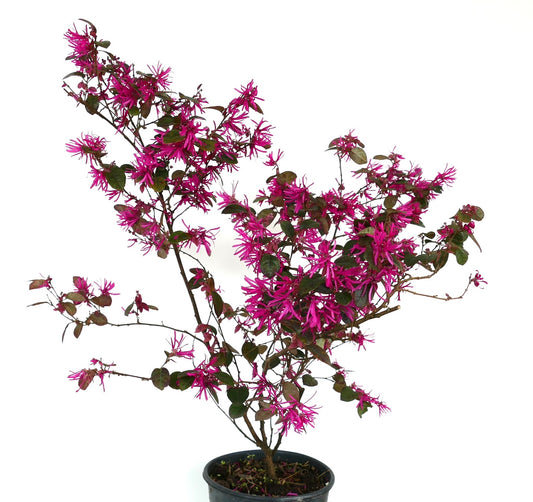 Loropetalum chinense cv "Fire Dance" shrub with bright pink fringe flowers and dark green leaves