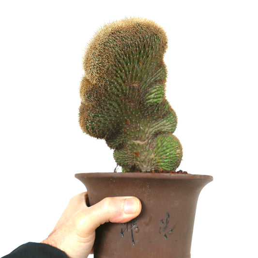 Loxanthocereus aureispinus crested cactus with dense golden spines in brown ceramic pot