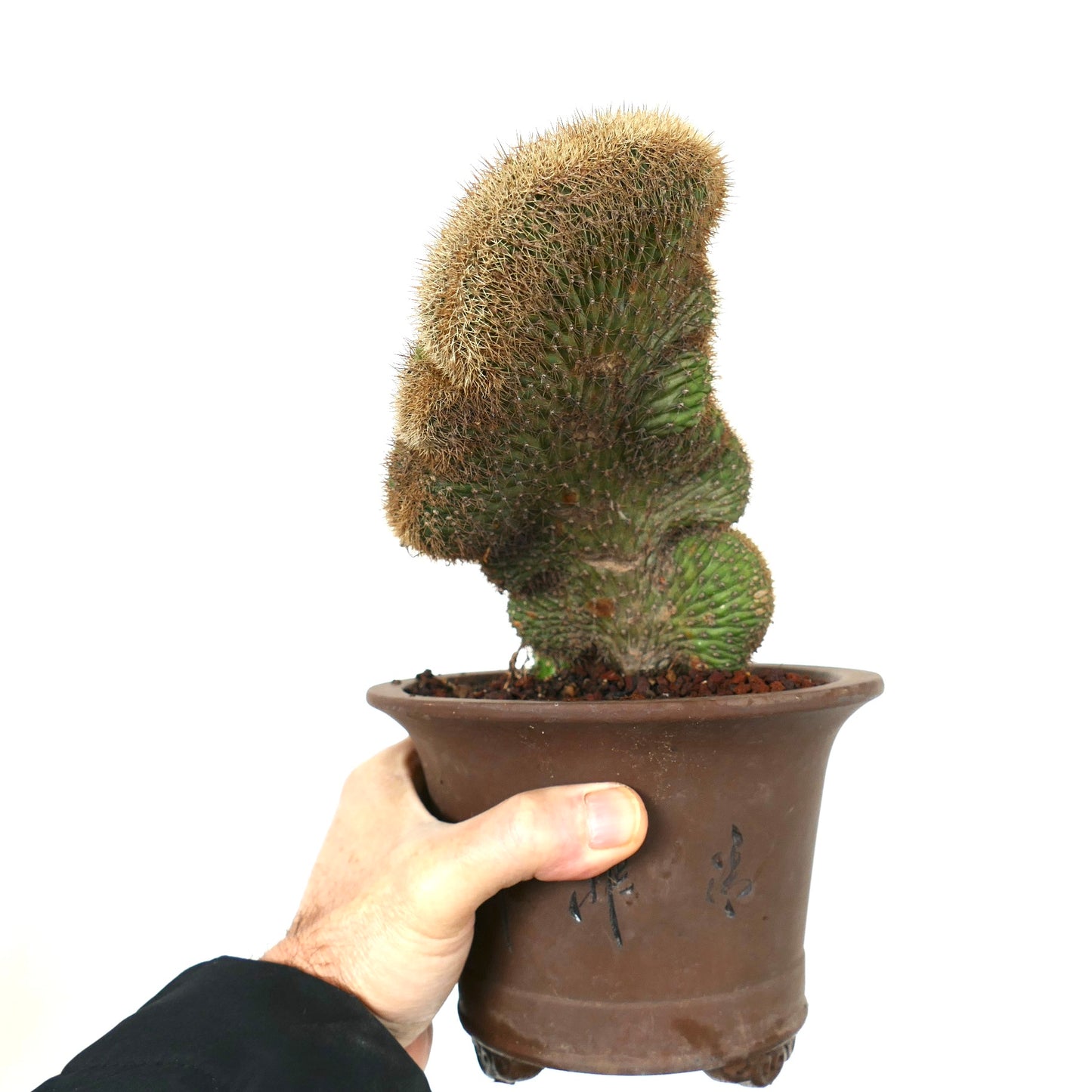 Loxanthocereus aureispinus crested cactus with dense golden spines in decorative brown pot