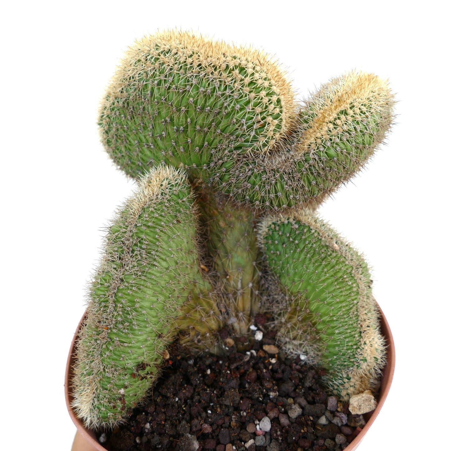 Side view of Loxanthocereus aureispinus crested cactus with multiple crested segments and dense yellow spines.
