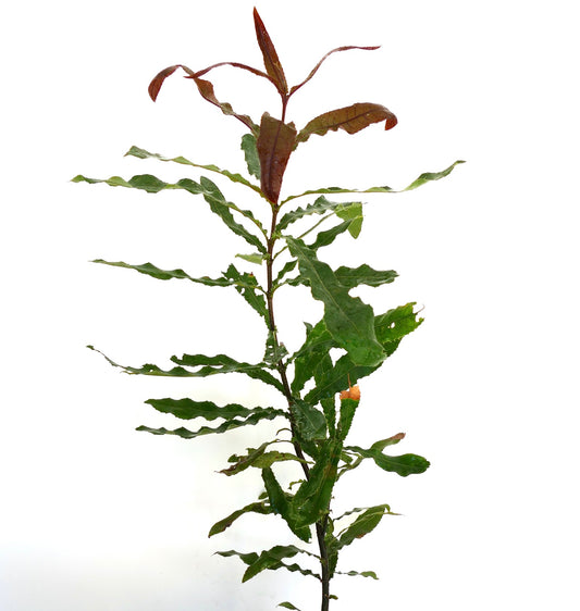 Macadamia integrifolia slender plant with elongated serrated green and reddish leaves