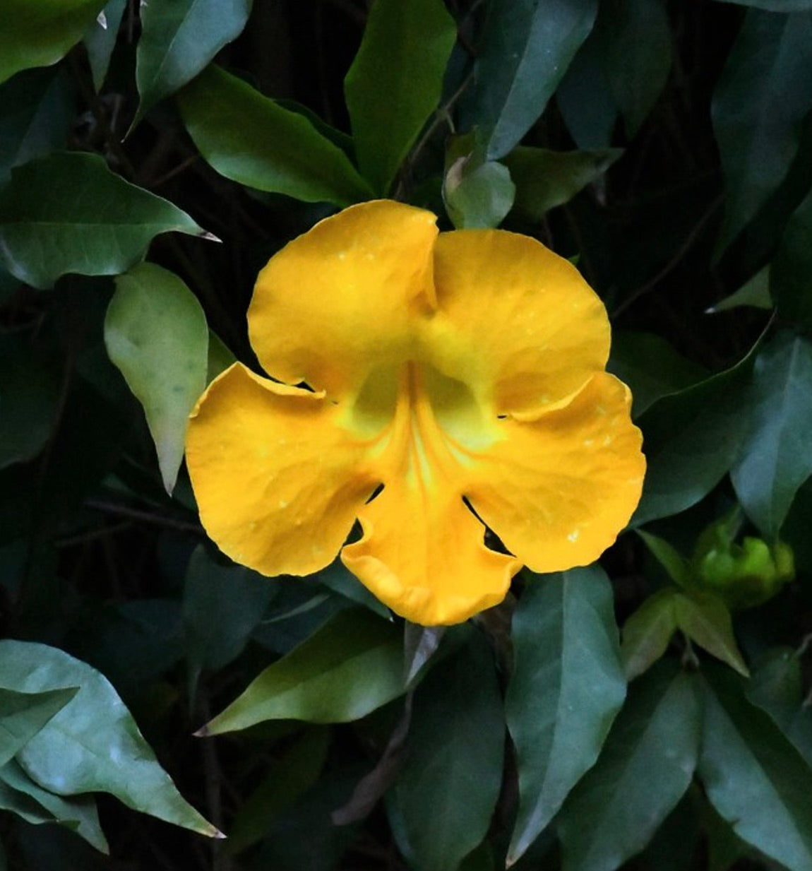 Flor vibrante en forma de trompeta amarilla de Macfadyena unguis-cati con follaje verde exuberante