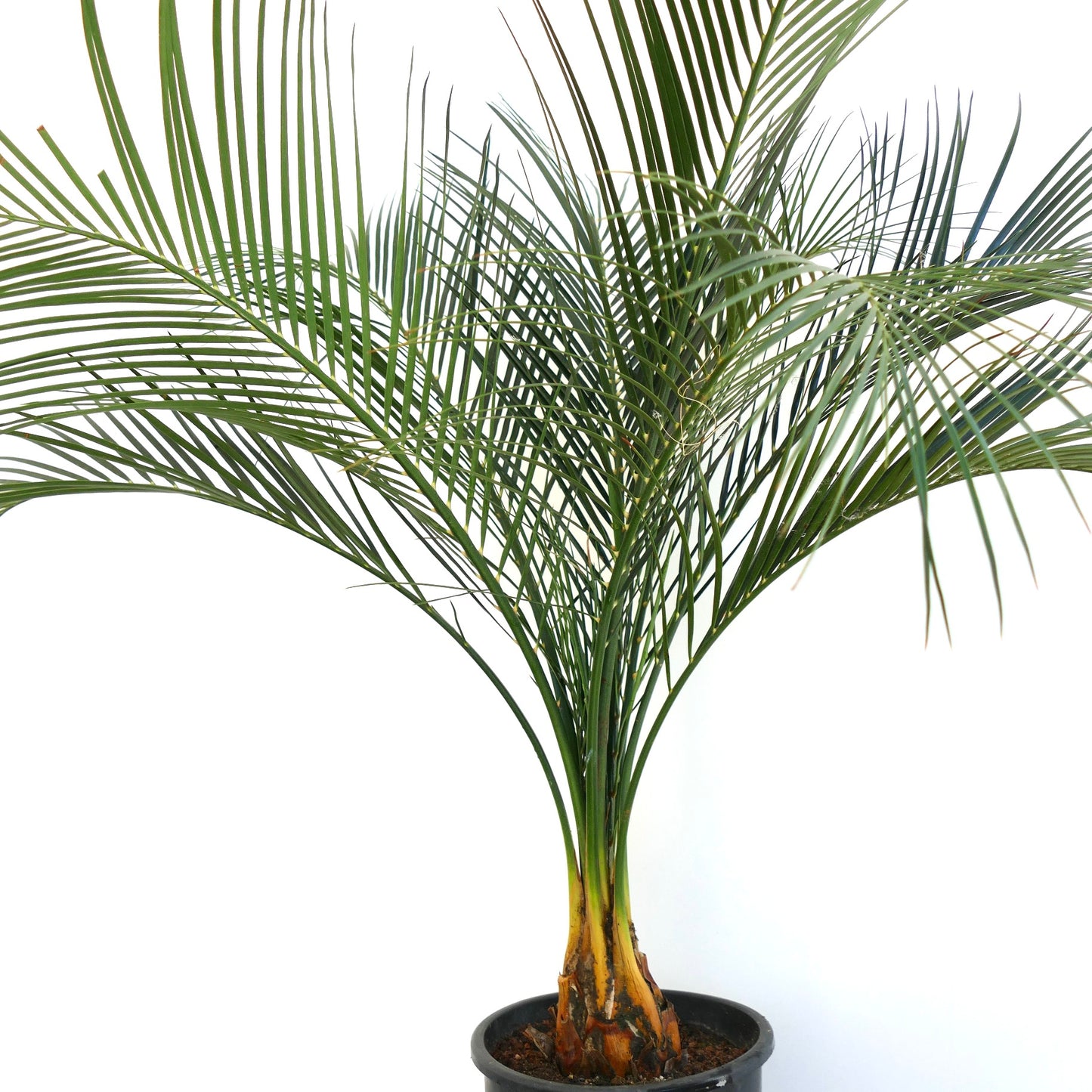 Macrozamia mountperriensis rare cycad with slender green fronds and thick caudex in black pot